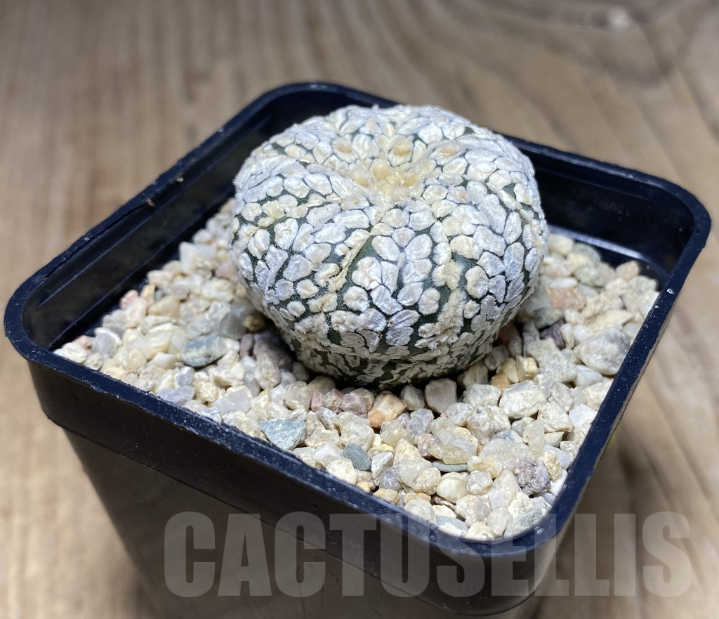 SHPR26540 Astrophytum asterias ‘Super Kabuto’ - immagine 2