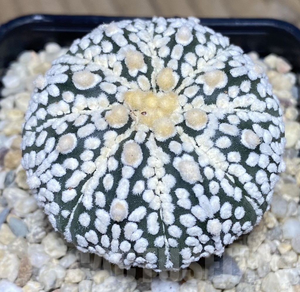 SHPR26541 Astrophytum asterias ‘Super Kabuto’