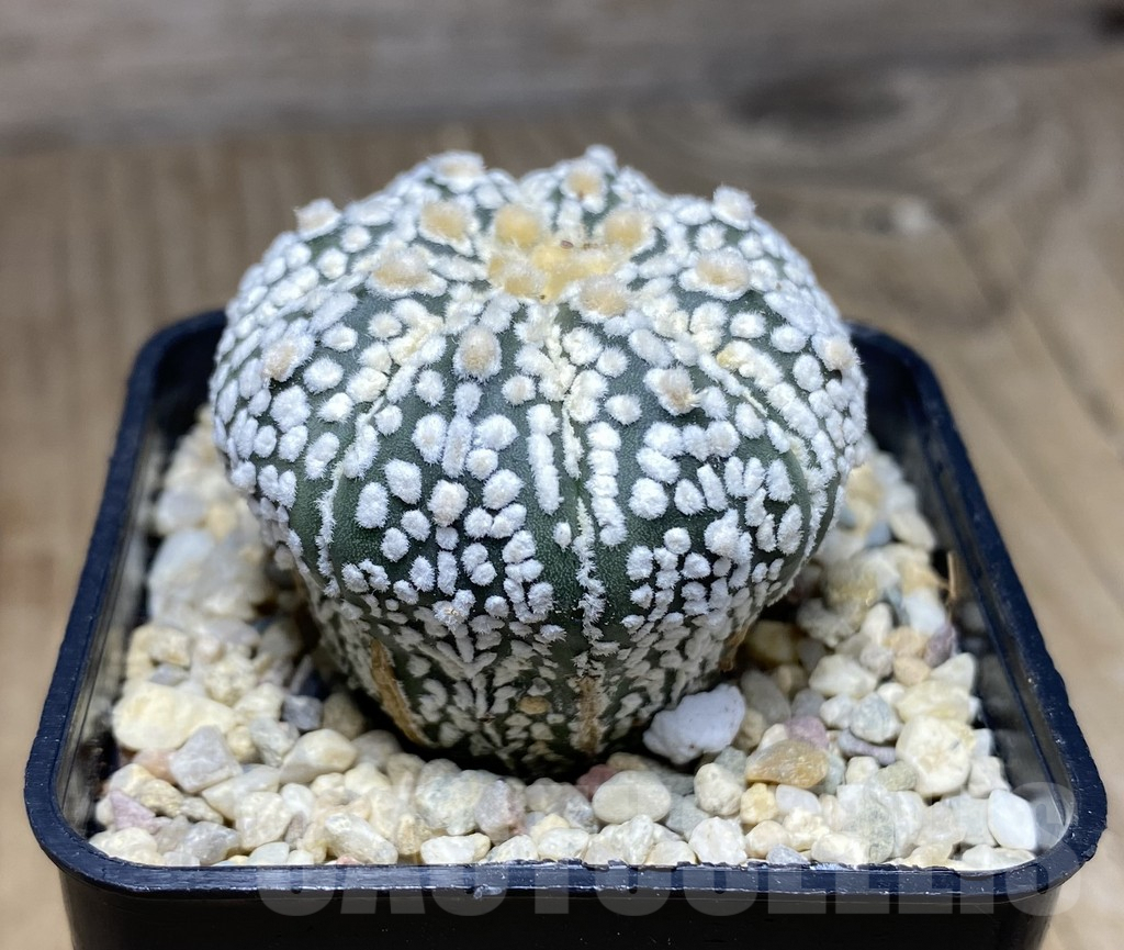 SHPR26541 Astrophytum asterias ‘Super Kabuto’ - immagine 2