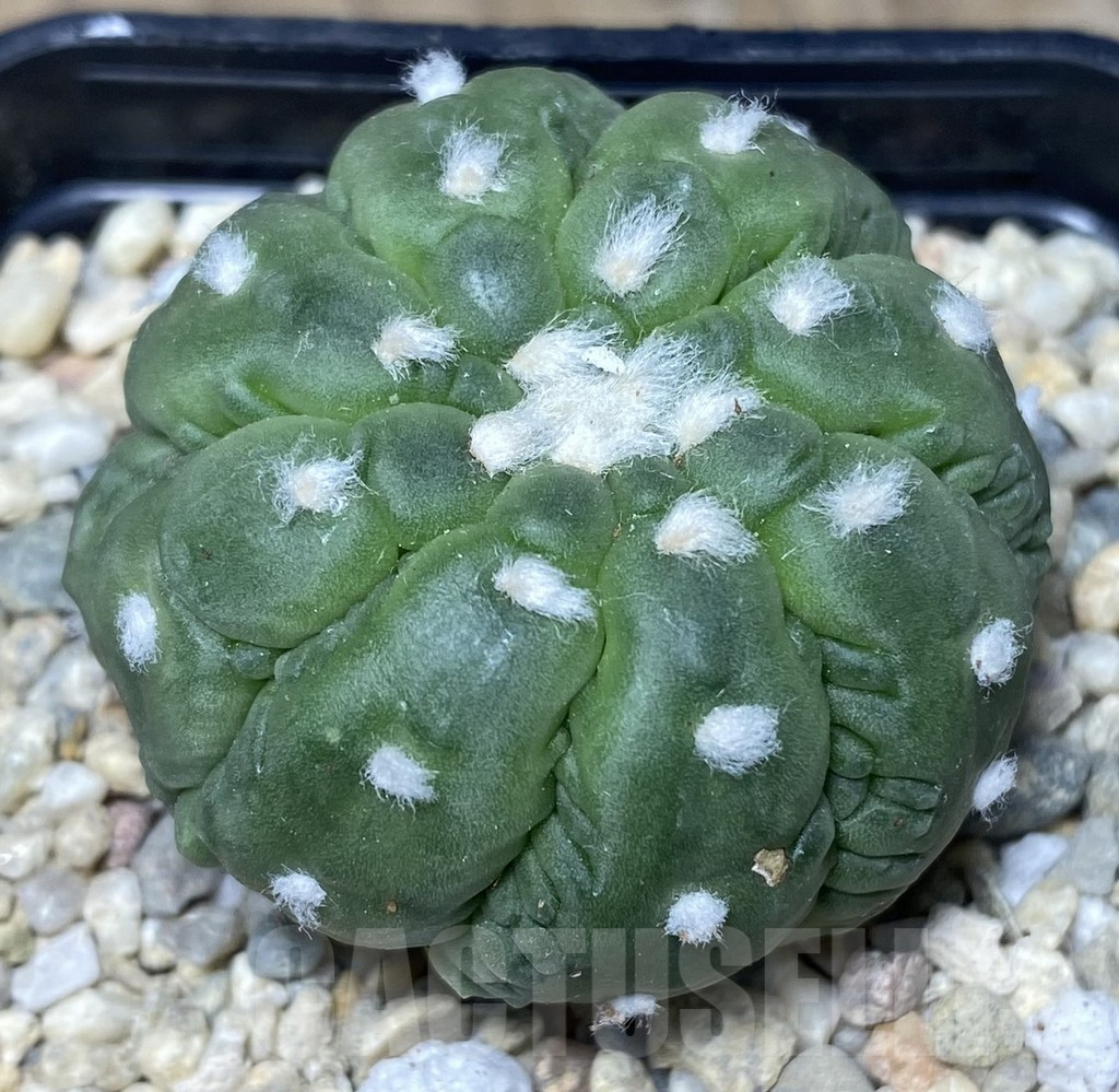 SHPR26544 Astrophytum asterias ‘Kikko Lizard Skin’, seedling