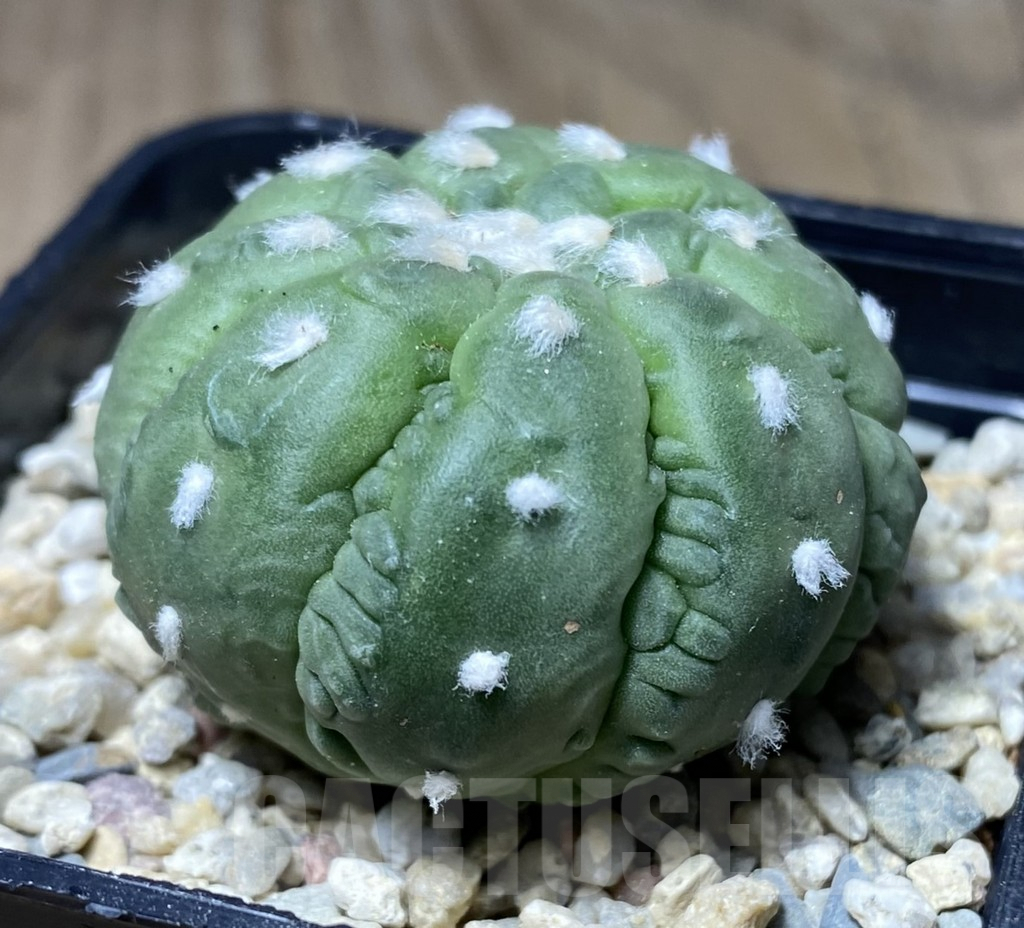 SHPR26544 Astrophytum asterias ‘Kikko Lizard Skin’, seedling - immagine 2