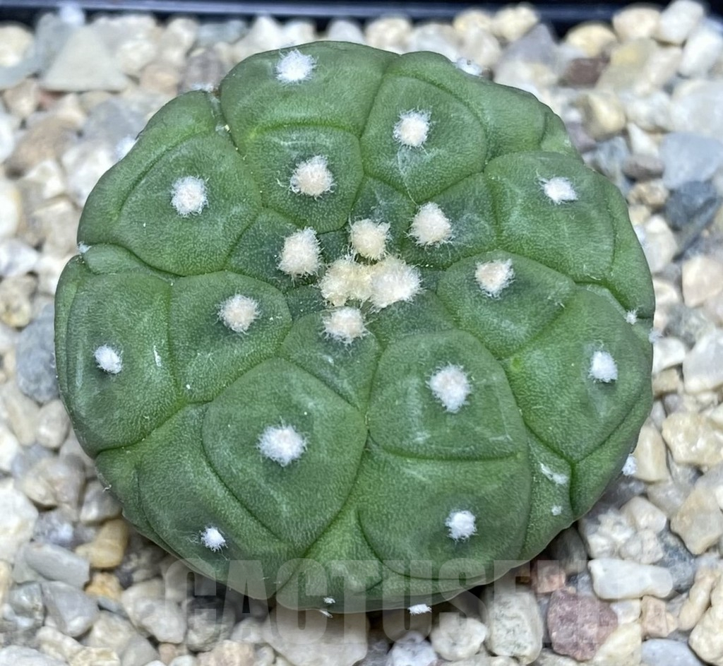 SHPR26546 Astrophytum asterias ‘Kikko’