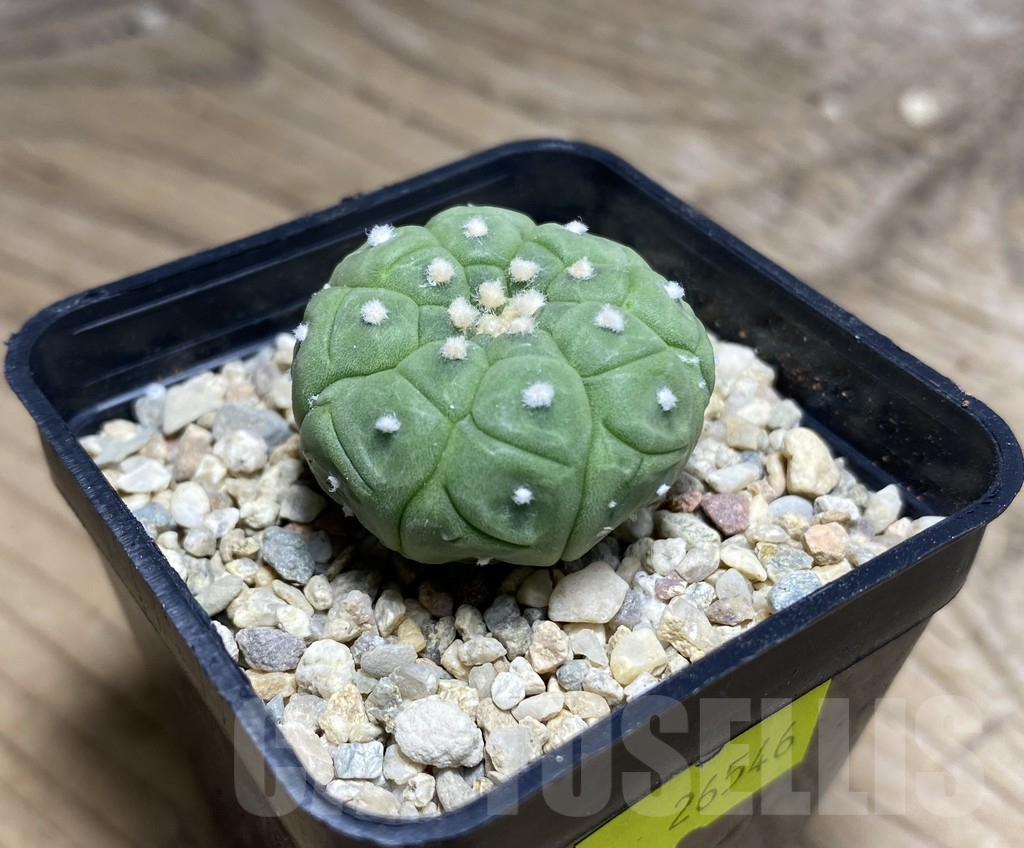 SHPR26546 Astrophytum asterias ‘Kikko’ - Image 2
