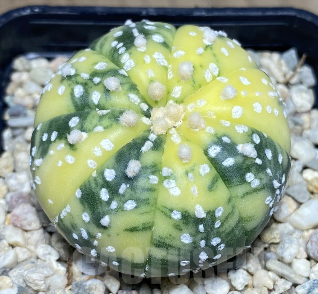 SHPR26555 Astrophytum asterias f. variegata