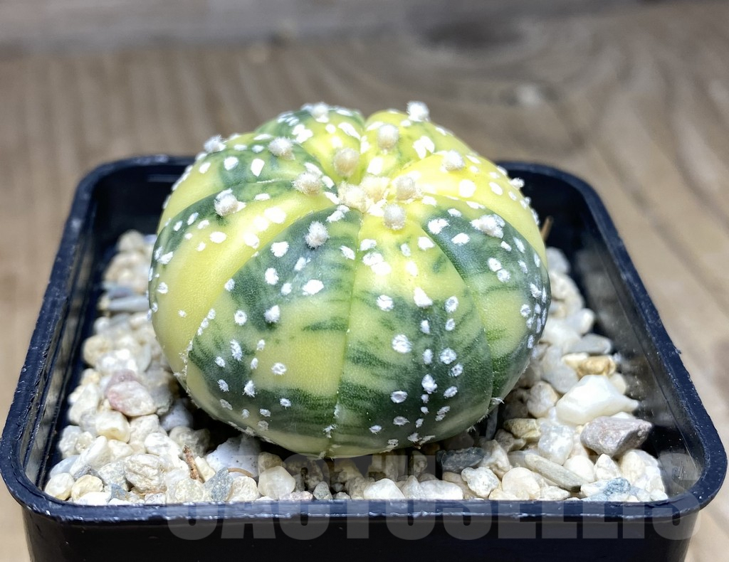 SHPR26555 Astrophytum asterias f. variegata - Image 2