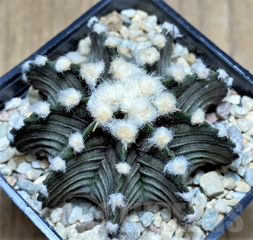 SHPR26584 Gymnocalycium friedrichii LB 2178
