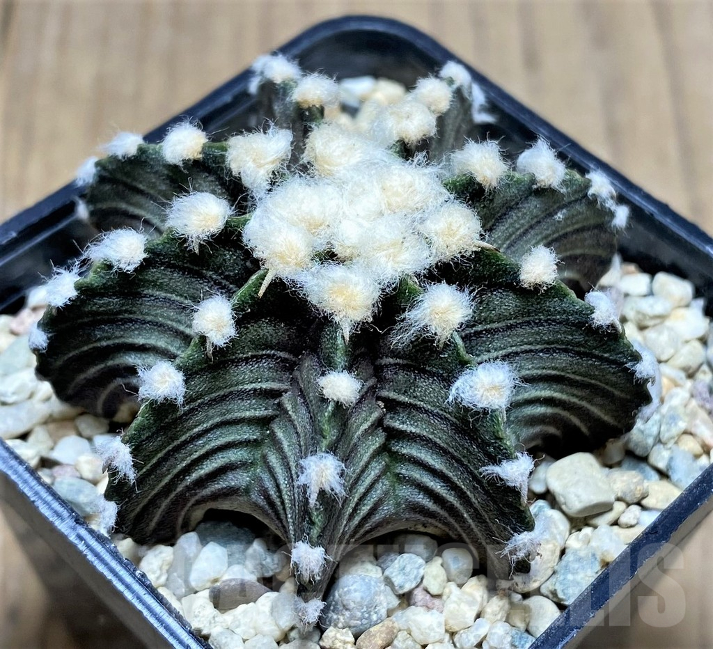 SHPR26584 Gymnocalycium friedrichii LB 2178 - Image 2