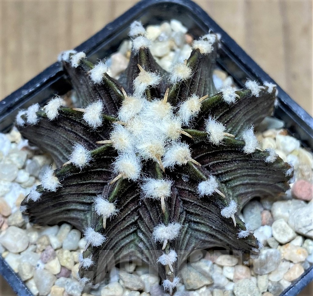 SHPR26585 Gymnocalycium friedrichii LB 2178