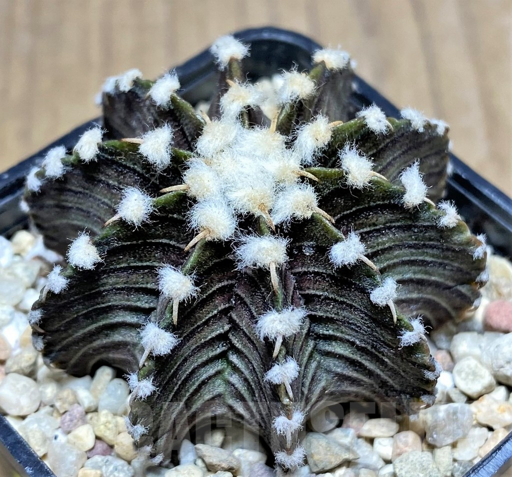 SHPR26585 Gymnocalycium friedrichii LB 2178 - Image 2