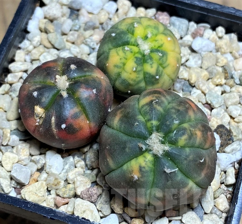 SHPR26587 Astrophytum asterias ‘Kikko Purple Skin Red’, 3 plants