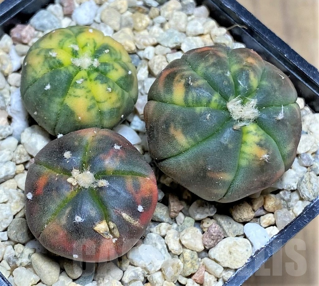 SHPR26587 Astrophytum asterias ‘Kikko Purple Skin Red’, 3 plants - Зображення 2