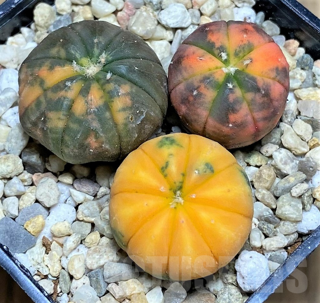 SHPR26588 Astrophytum asterias ‘Kikko Purple Skin Red’, 3 plants