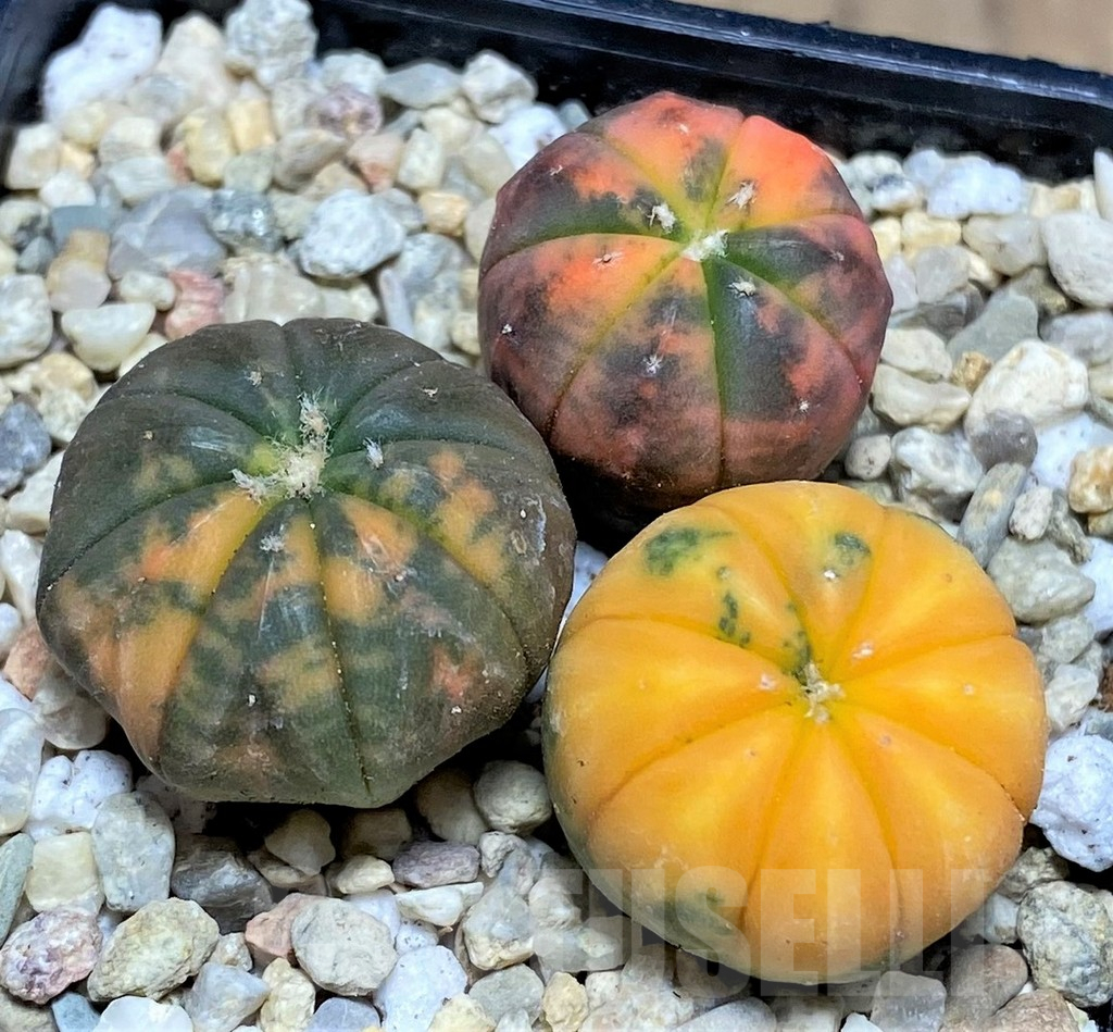 SHPR26588 Astrophytum asterias ‘Kikko Purple Skin Red’, 3 plants - Image 2