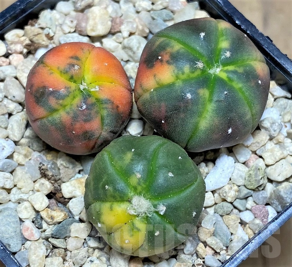 SHPR26589 Astrophytum asterias ‘Kikko Purple Skin Red’, 3 plants - Image 2