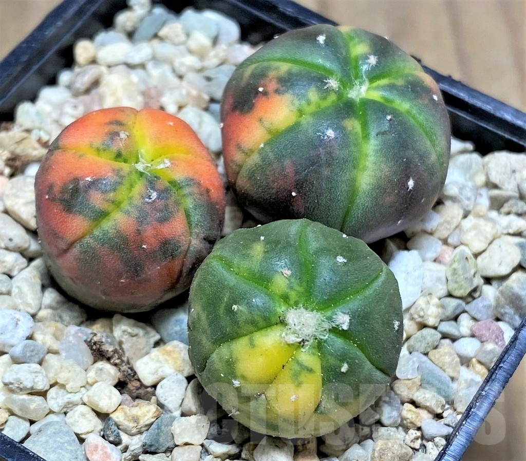 SHPR26589 Astrophytum asterias ‘Kikko Purple Skin Red’, 3 plants