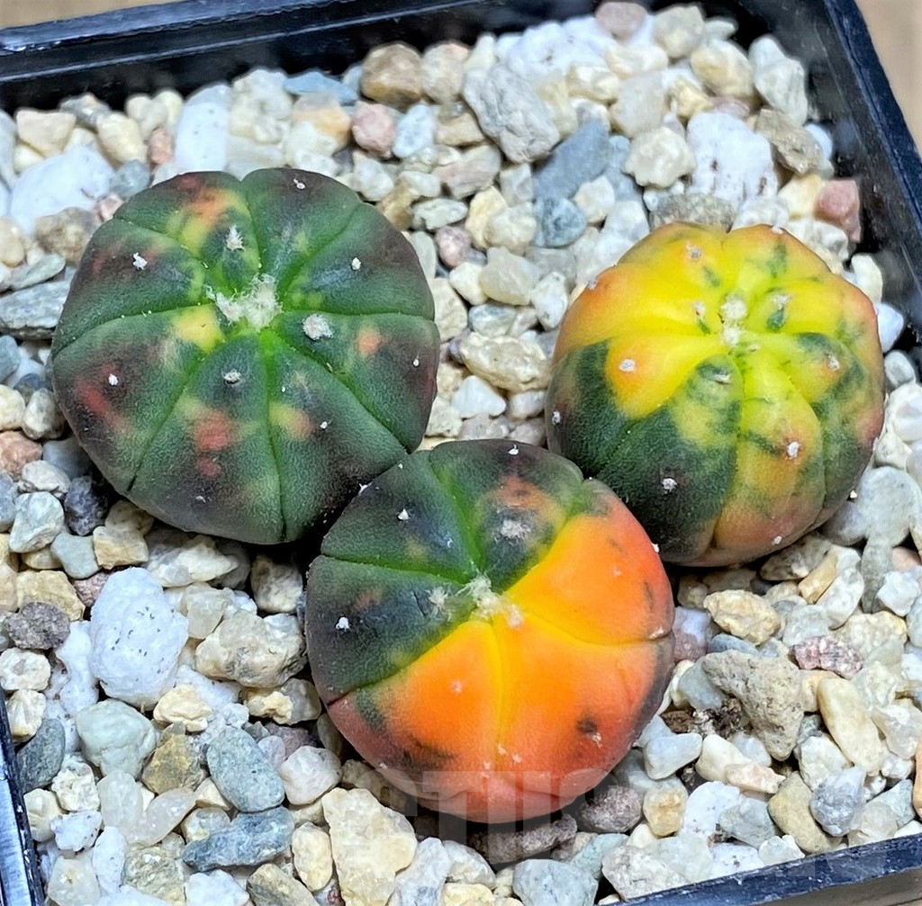 SHPR26590 Astrophytum asterias ‘Kikko Purple Skin Red’, 3 plants - Image 2