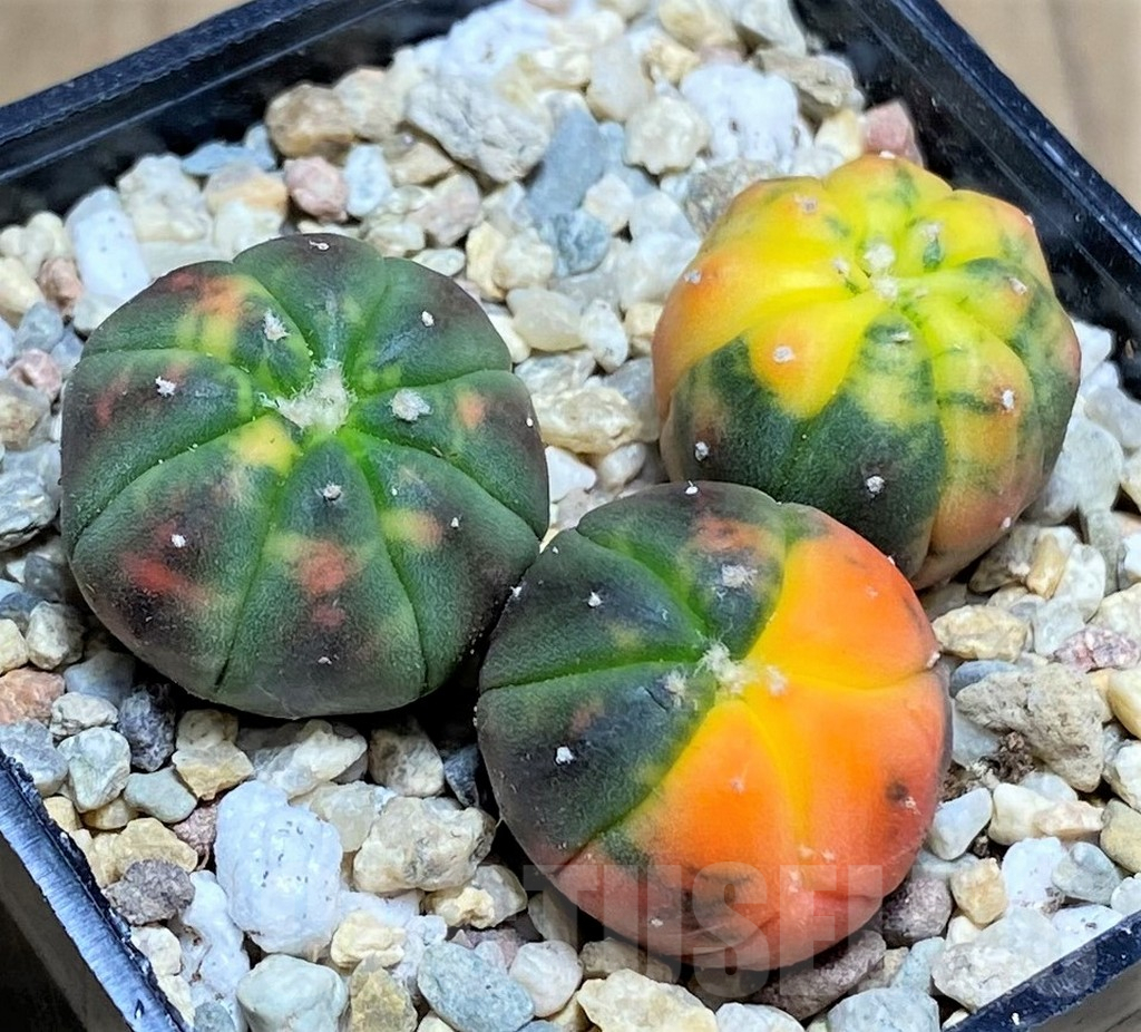 SHPR26590 Astrophytum asterias ‘Kikko Purple Skin Red’, 3 plants