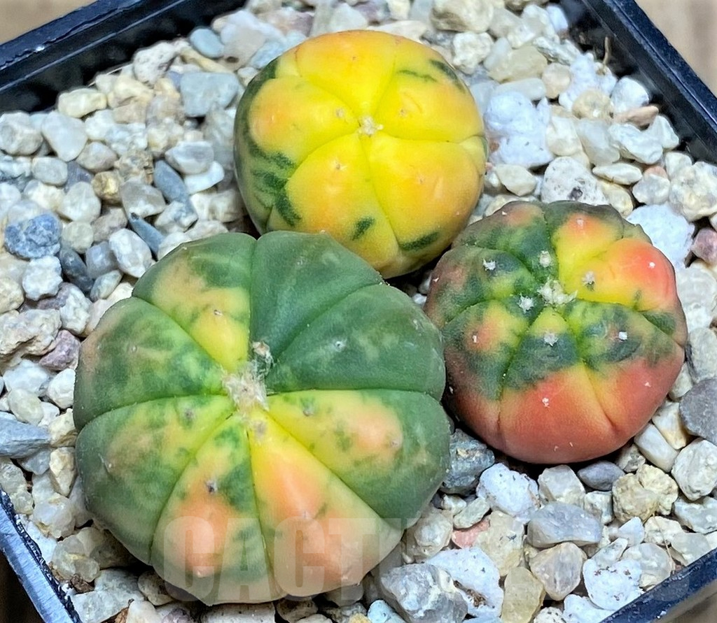 SHPR26591 Astrophytum asterias ‘Kikko Purple Skin Red’, 3 plants