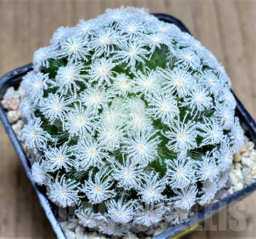 SHPR26592 Mammillaria plumosa 'Snow'
