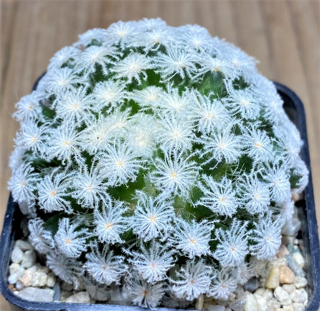 SHPR26592 Mammillaria plumosa 'Snow' - Image 2