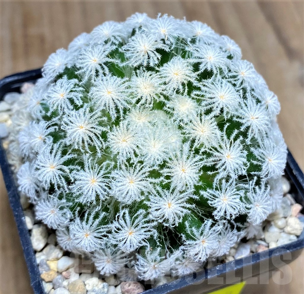 SHPR26593 Mammillaria plumosa 'Snow'