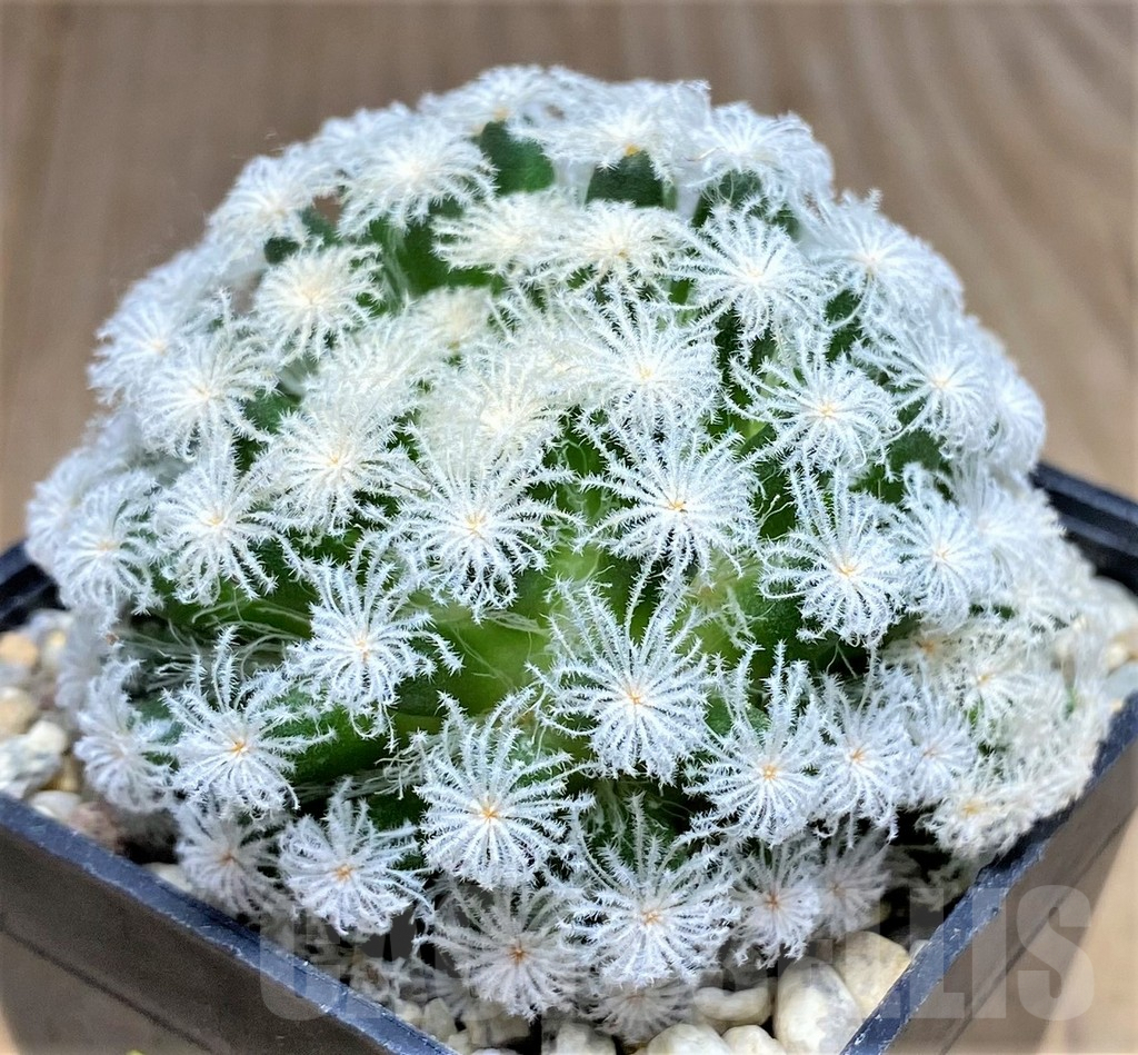 SHPR26593 Mammillaria plumosa 'Snow' - Image 2