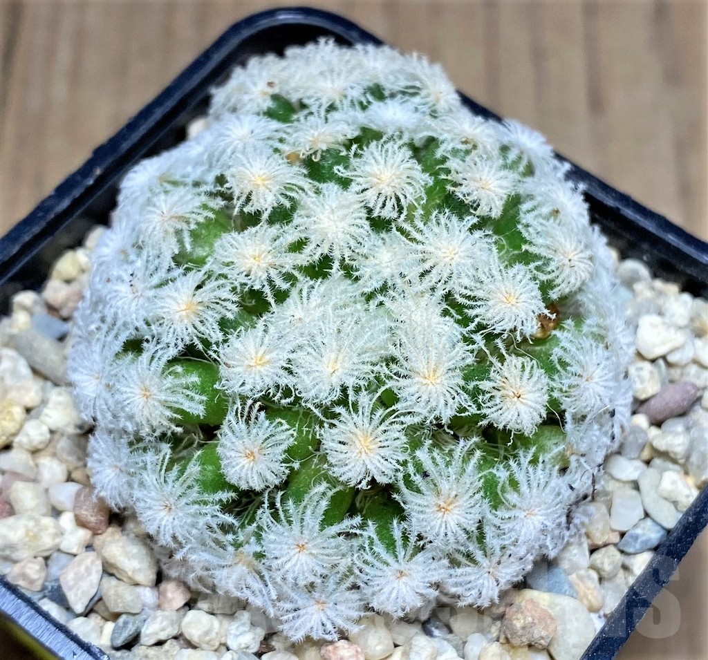 SHPR26594 Mammillaria plumosa 'Snow'