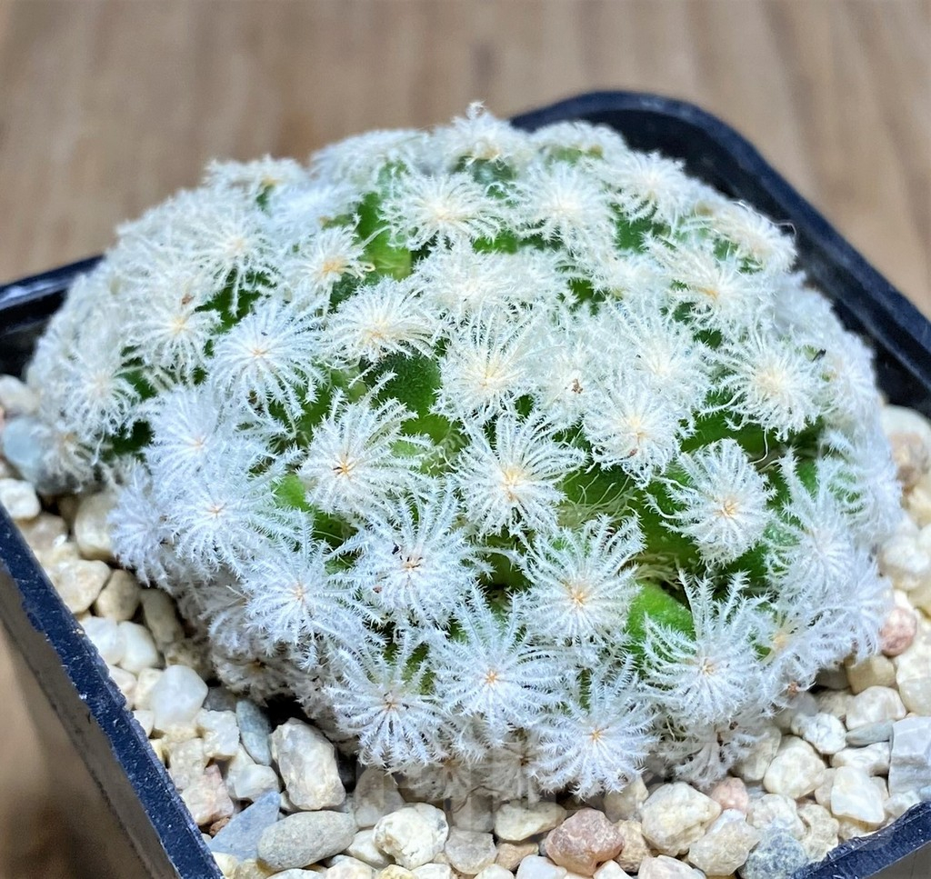 SHPR26594 Mammillaria plumosa 'Snow' – Image 2