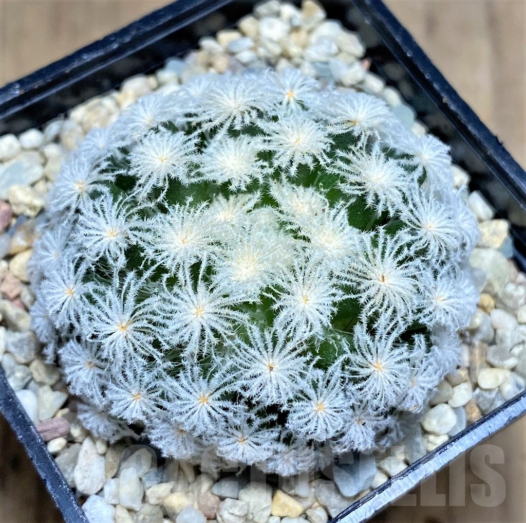 SHPR26596 Mammillaria plumosa 'Snow'