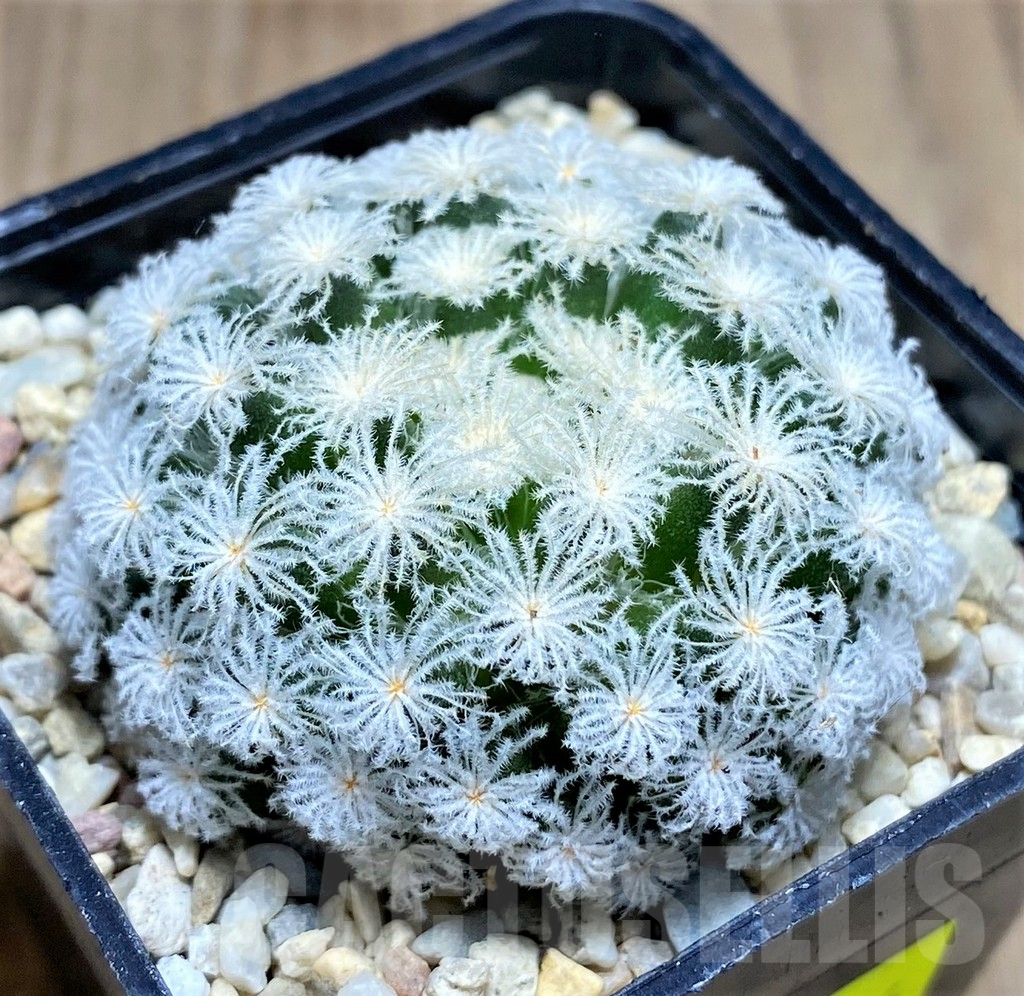 SHPR26596 Mammillaria plumosa 'Snow' - Image 2