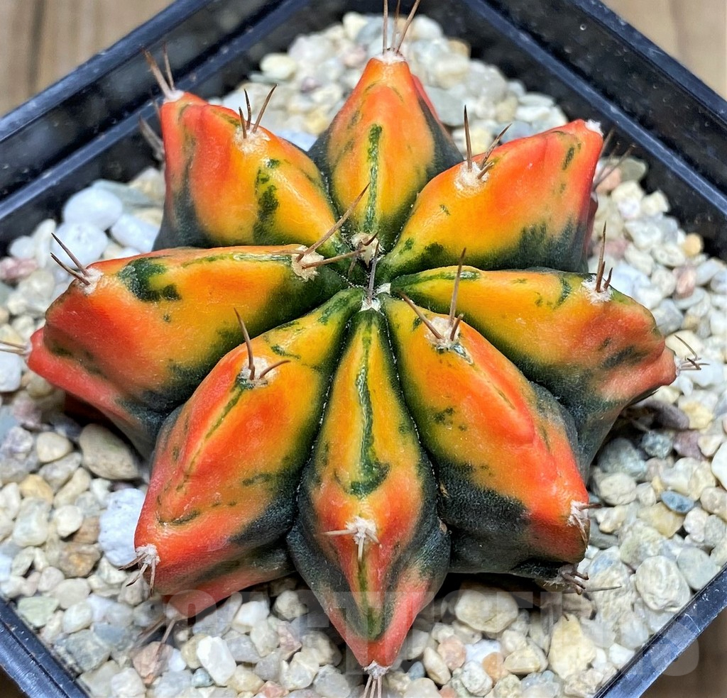 SHPR26597 Gymnocalycium mihanovichii ‘Spicy Miso' - Image 2