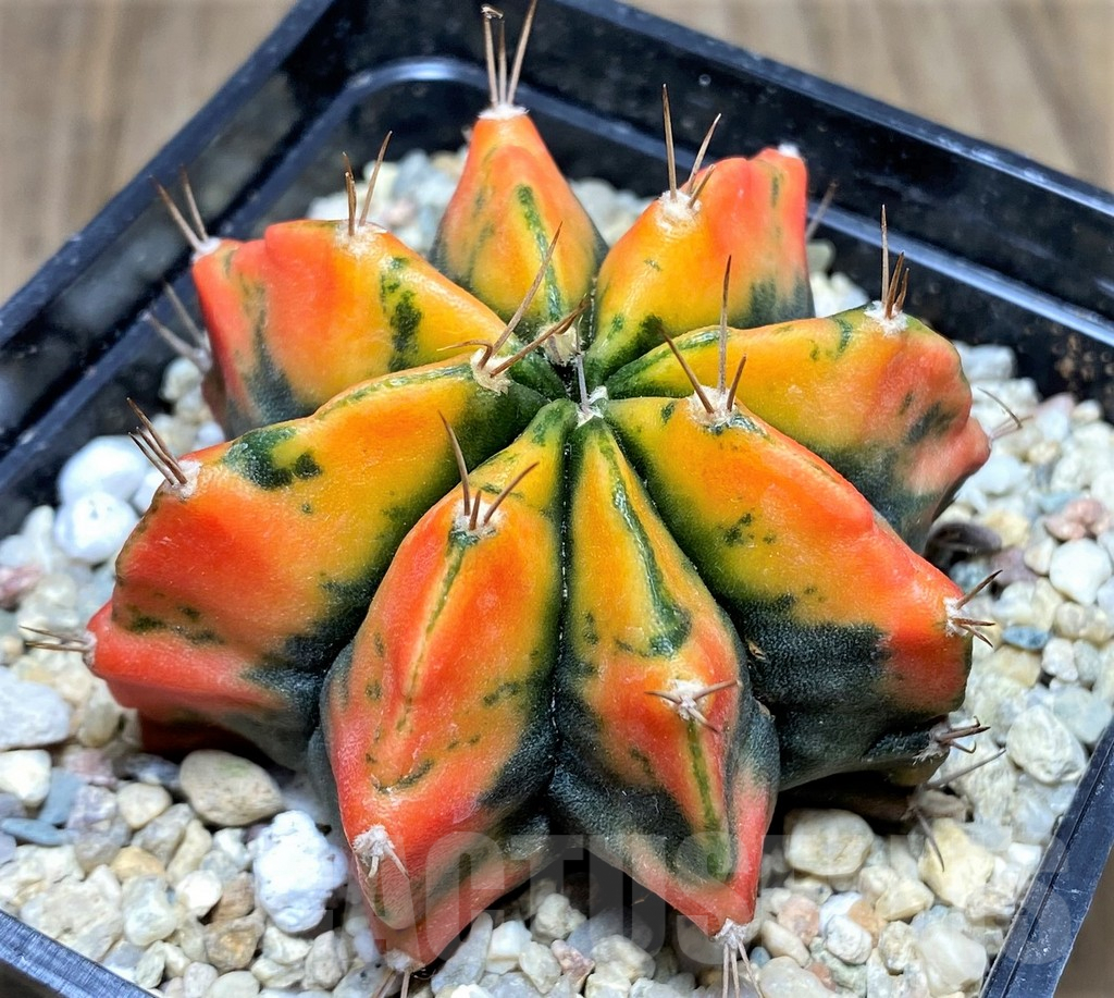 SHPR26597 Gymnocalycium mihanovichii ‘Spicy Miso'