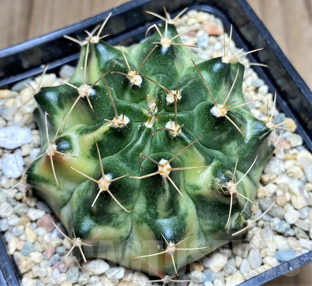 SHPR26598 Gymnocalycium mihanovichii ‘Pastel Moon' - Image 2
