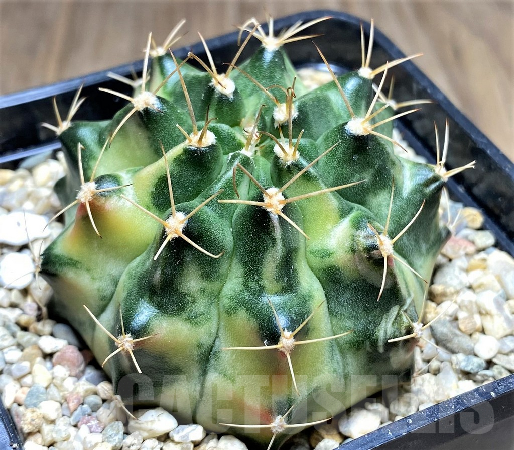 SHPR26598 Gymnocalycium mihanovichii ‘Pastel Moon'