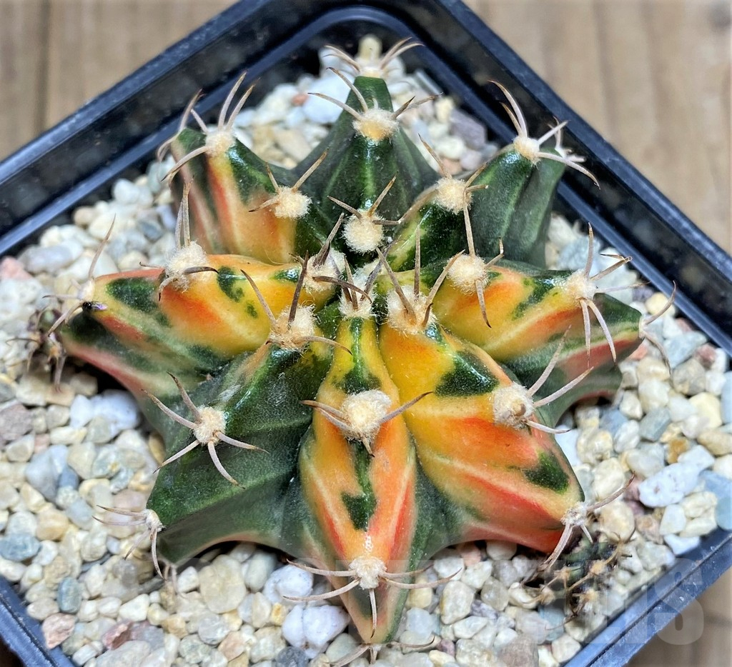 SHPR26599 Gymnocalycium mihanovichii ‘Lava Flow' - Image 2