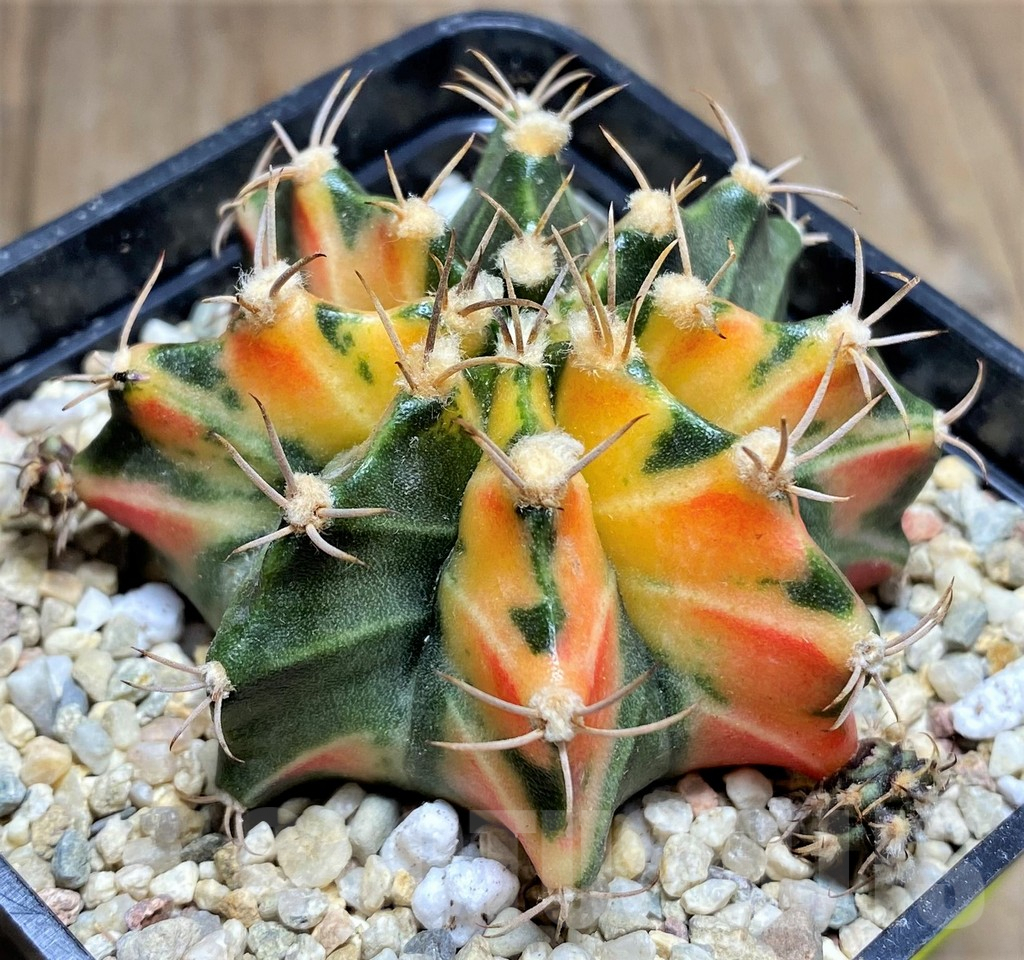 SHPR26599 Gymnocalycium mihanovichii ‘Lava Flow'