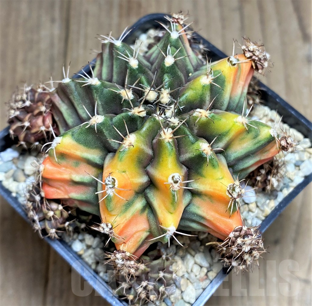 SHPR26600 Gymnocalycium mihanovichii 'Root Beer'