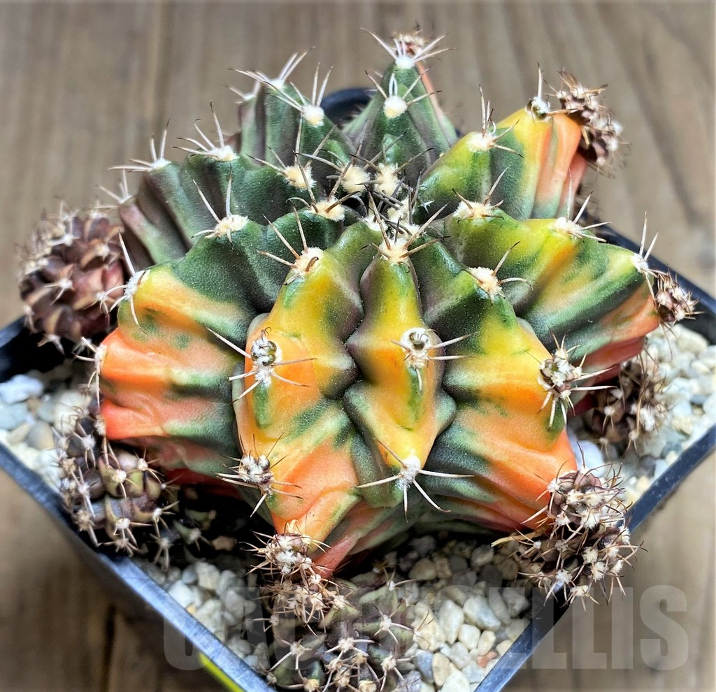 SHPR26600 Gymnocalycium mihanovichii 'Root Beer' - Image 2