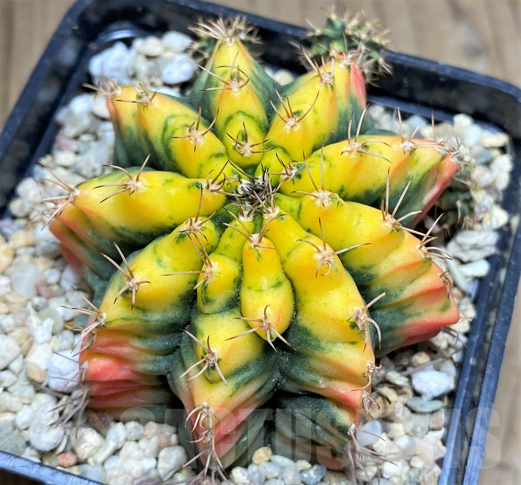 SHPR26601 Gymnocalycium mihanovichii 'Mustard' – Bild 2