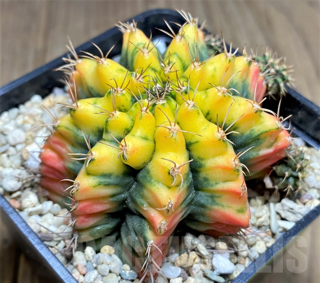SHPR26601 Gymnocalycium mihanovichii 'Mustard'