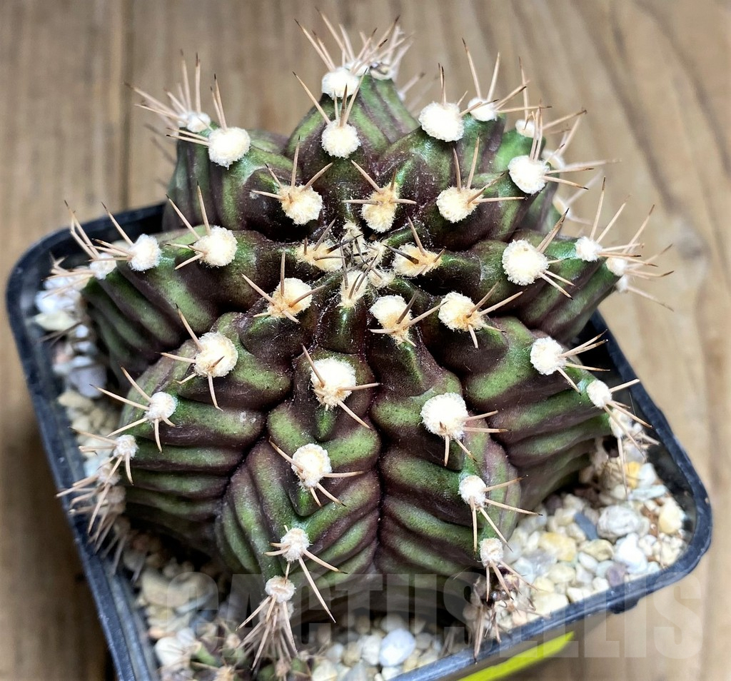 SHPR26606 Gymnocalycium mihanovichii 'Black Green'