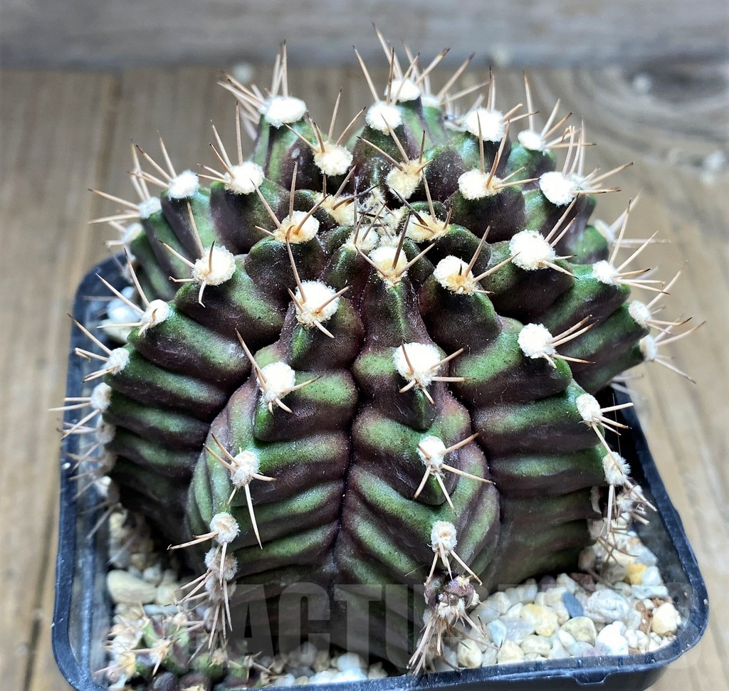 SHPR26606 Gymnocalycium mihanovichii 'Black Green' - Image 2