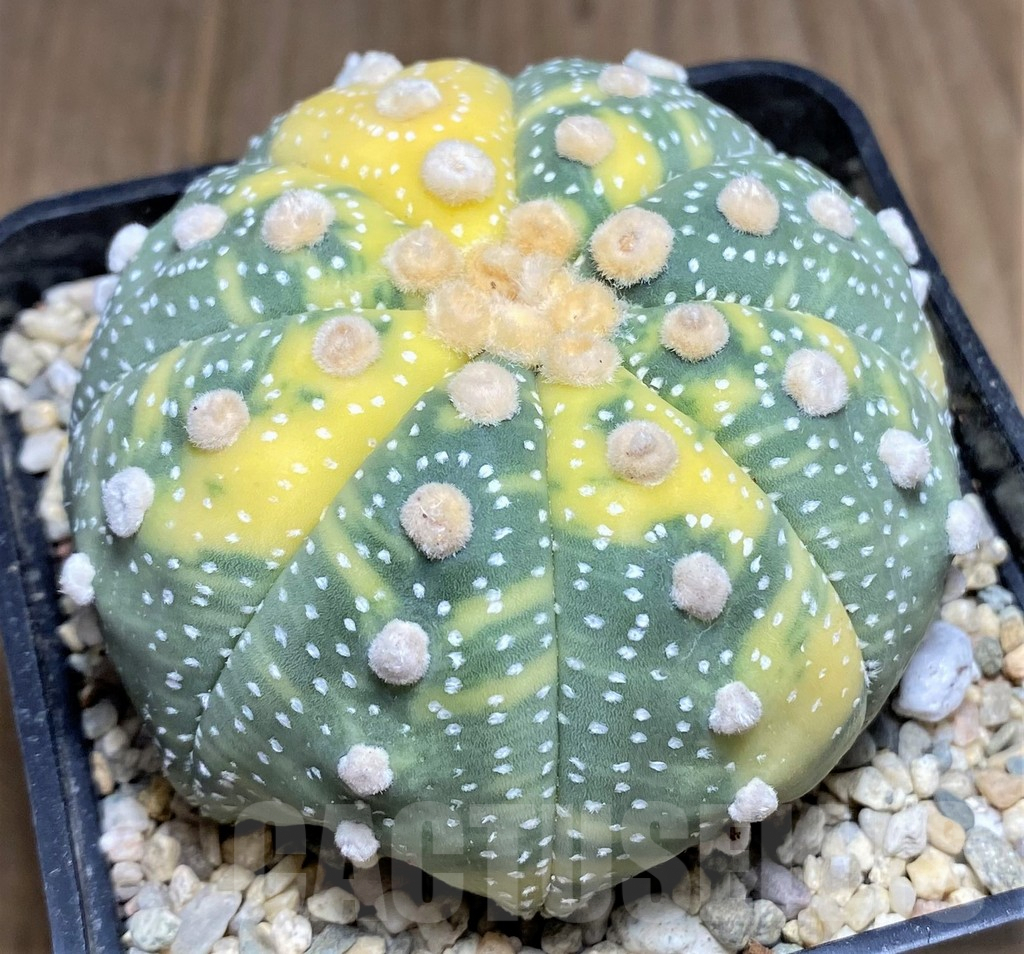 SHPR26607 Astrophytum asterias f. variegata - Image 2