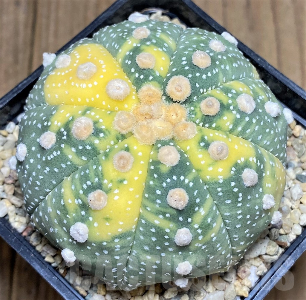 SHPR26607 Astrophytum asterias f. variegata