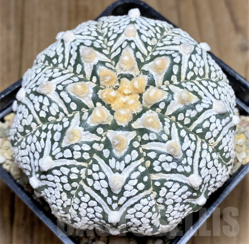 SHPR26608 Astrophytum asterias 'Super Kabuto' V-type