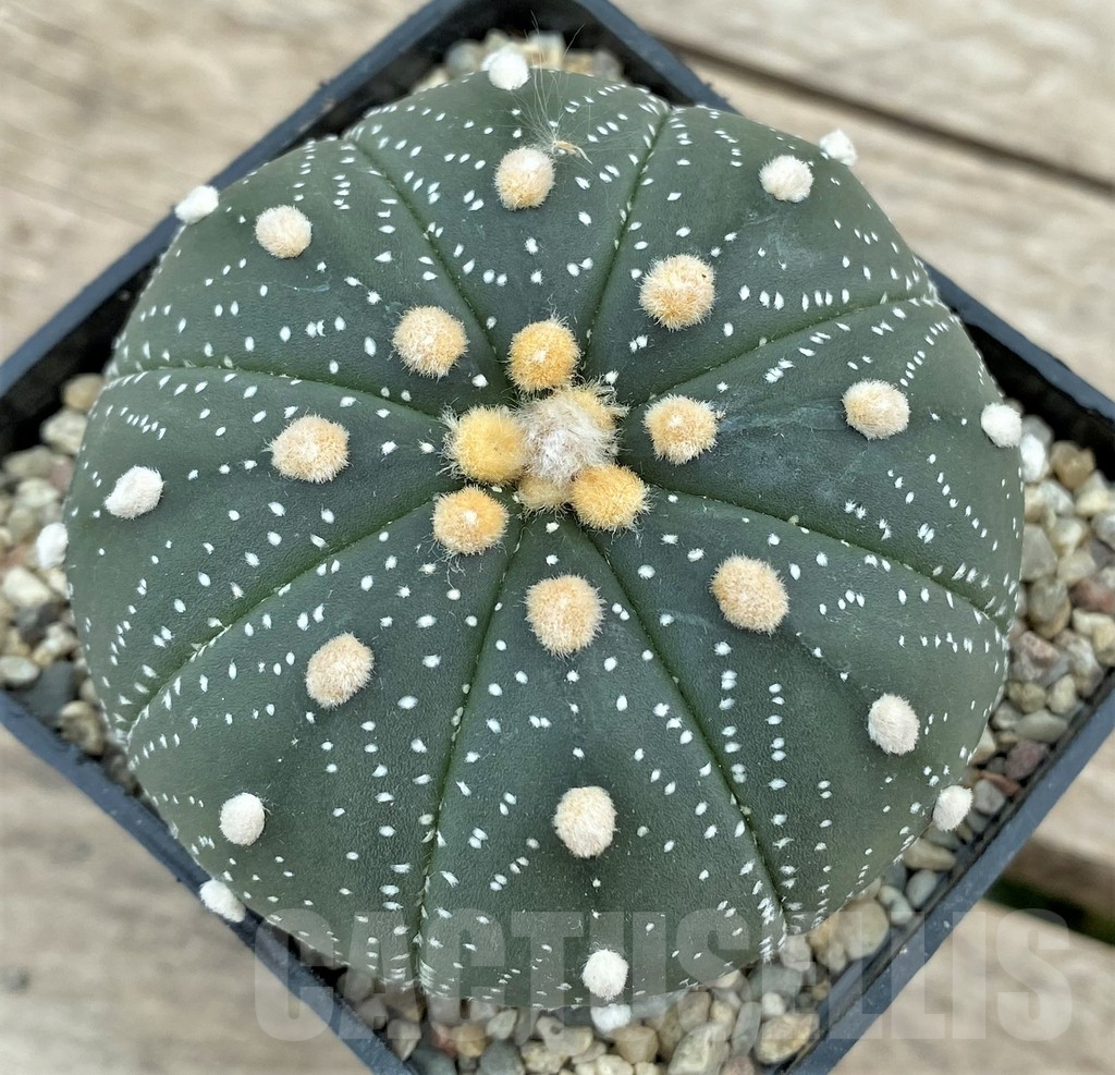 SHPR26616 Astrophytum asterias ‘Akabana’