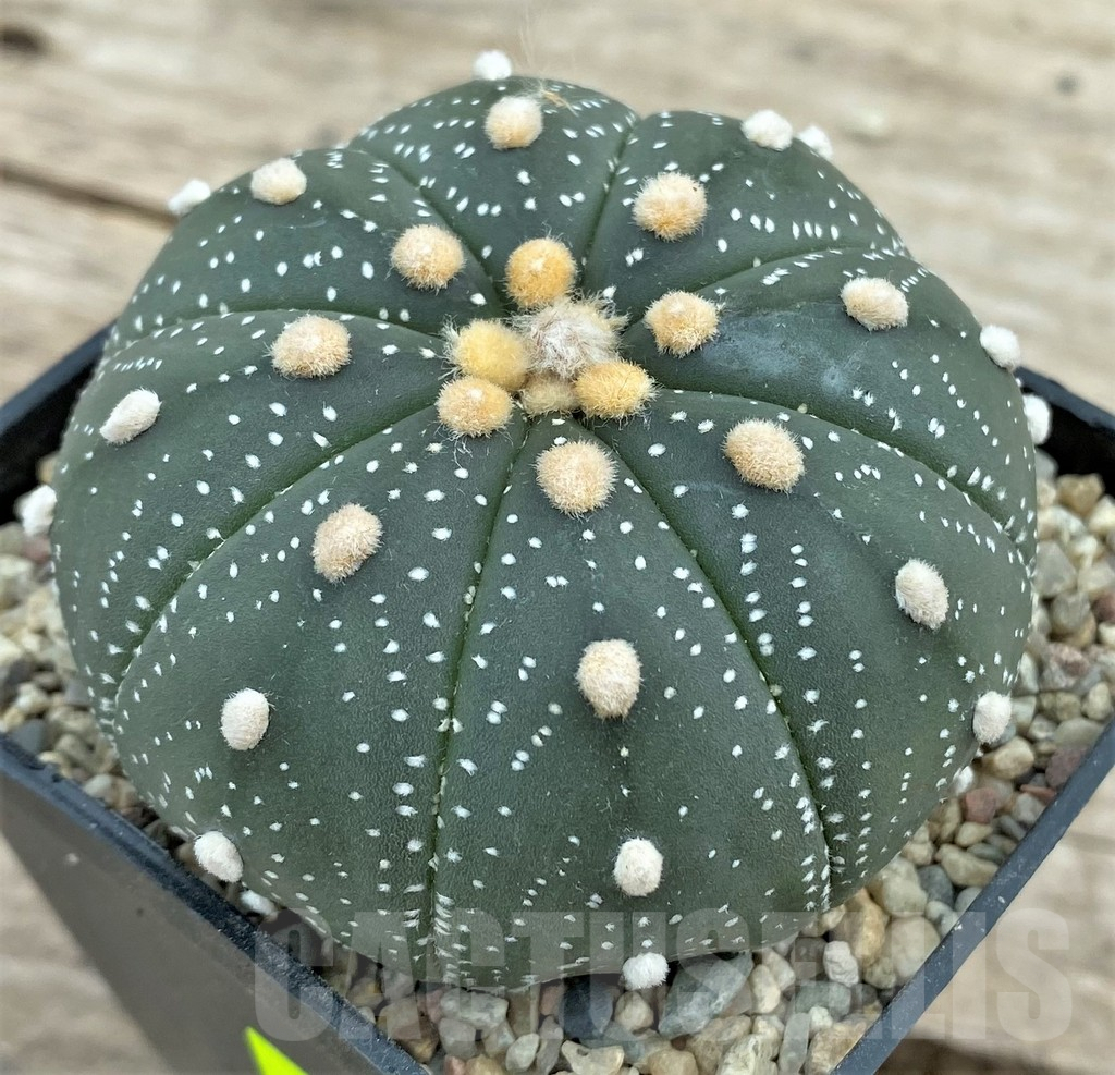 SHPR26616 Astrophytum asterias ‘Akabana’ - Image 3