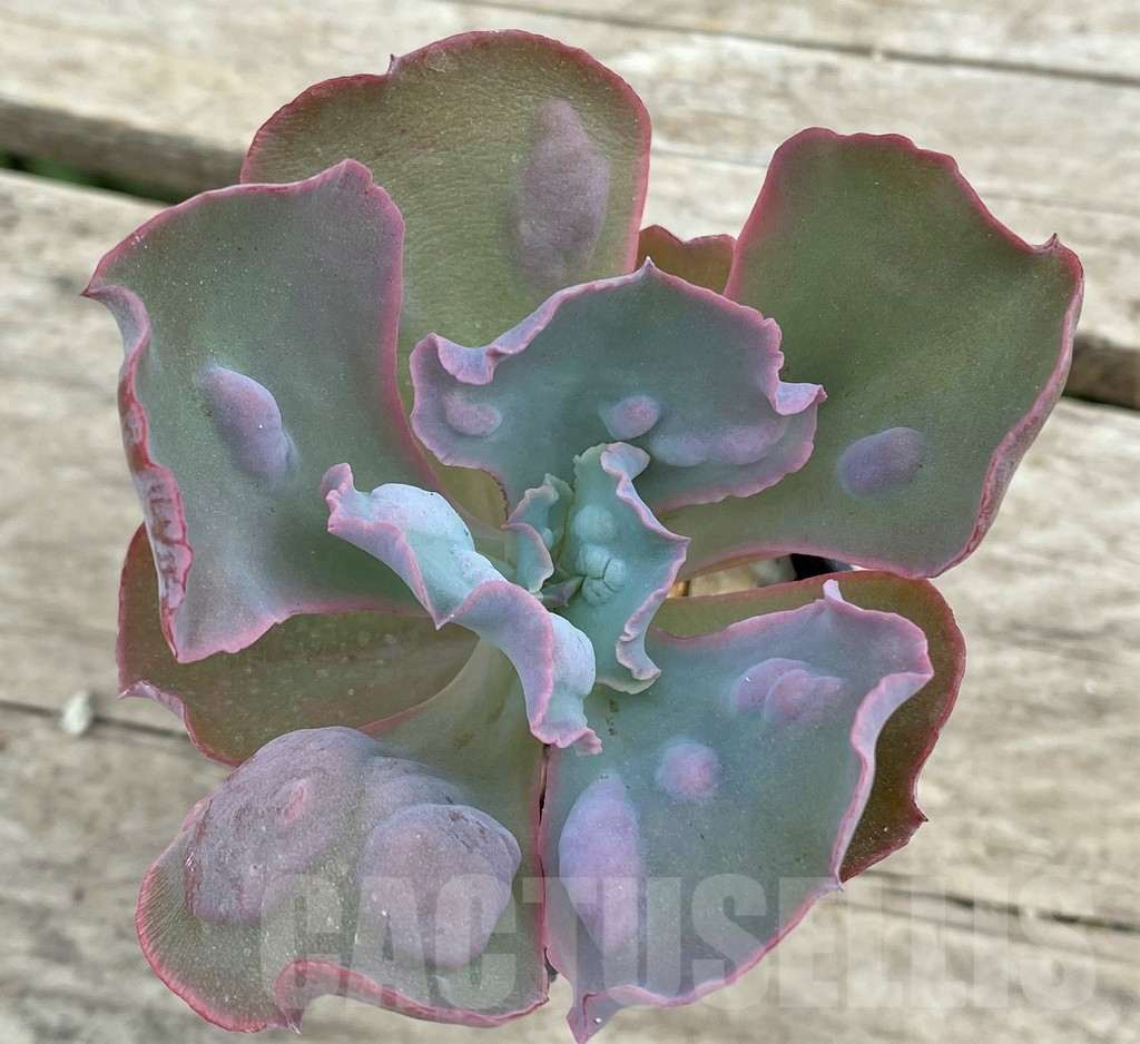 SHPR26617 Echeveria 'Etna' - Imagen 2