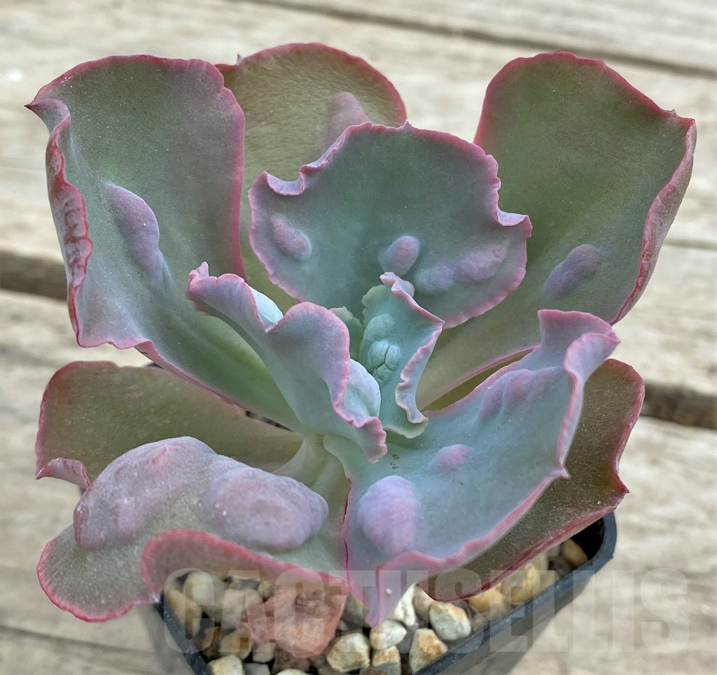 SHPR26617 Echeveria 'Etna' - Imagen 3