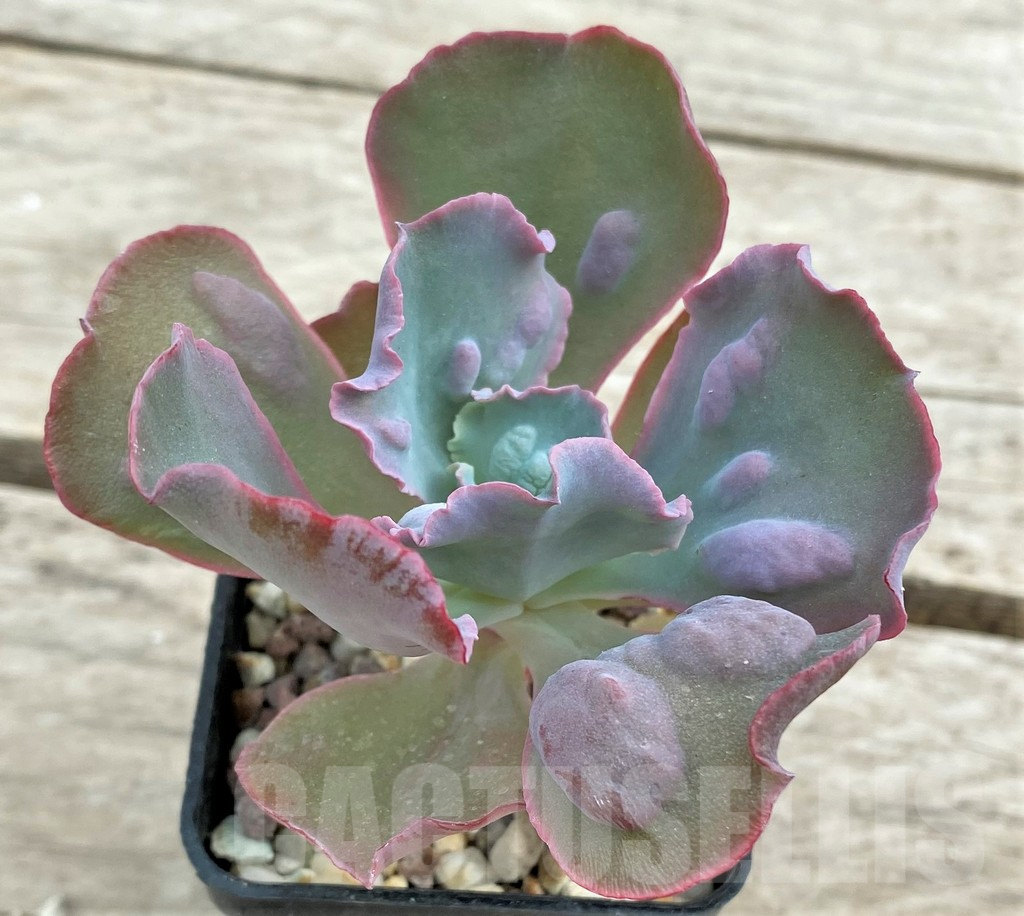 SHPR26617 Echeveria 'Etna'
